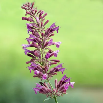 Agastache Heather Queen - Agastache cana - semená Agastache - 30 ks