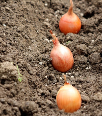 Cibuľa sadbová ozimná Shakespeare - Allium cepa - cibuľky - 500 g