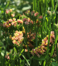 Limonka chobotnatá apricot - Limonium sinuatum - semená limonky - 30 ks