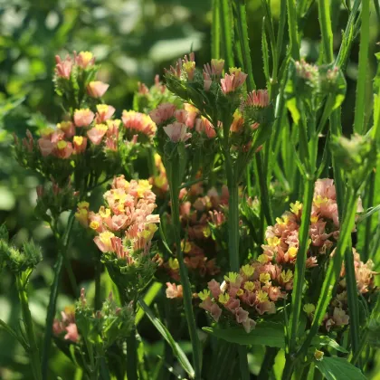 Limonka chobotnatá apricot - Limonium sinuatum - semená limonky - 30 ks