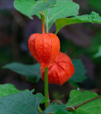 Machovka židovská - Physalis alkekengi - semená machovky - 30 ks