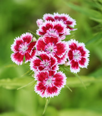 Klinček Super Parfait F1 - Dianthus Super parfum. Raspberry - semená klinčeka - 16 ks