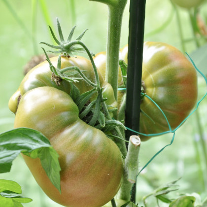 BIO Paradajka Ananas Noire - Solanum lycopersicum - semená bio paradajok - 6 ks