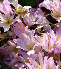 Jesienka obrovská - Colchicum giganteum - hľuzy jesienok - 1 ks