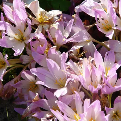 Jesienka obrovská - Colchicum giganteum - hľuzy jesienok - 1 ks