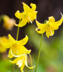 Kandík - Erythronium pagoda - predaj cibuľovín - 3 ks