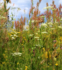 Kvetinová lúka pre motýle - Planta Naturalis - osivo lúčnych kvetov - 50 g