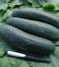 Uhorka šalátová Jogger F1 - Cucumis sativus - semená uhorky - 12 ks