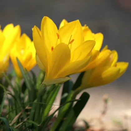 Šternbergia - Sternbergia - hľuzy šternbergie - 3 ks