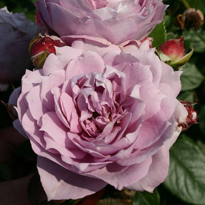Ruže mnohokveté Novalis - Kordes - voľnokorenné sadenice ruží - 1 ks