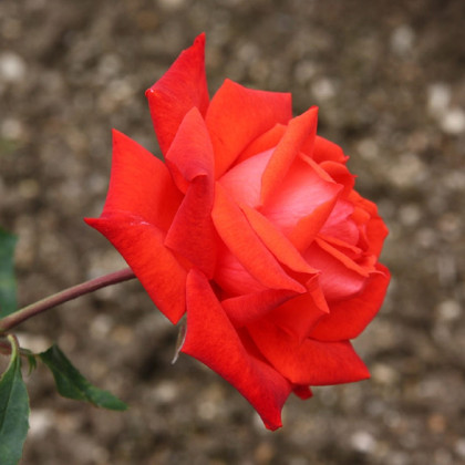 Ruža veľkokvetá červená - Lidka - voľnokorenné sadenice ruží - 1 ks