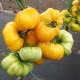 Paradajka Yellowstone - Solanum lycopersicum - semená paradajky - 15 ks