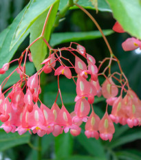 Begónia šarlátová - Begonia coccinea - semená begónie - 12 ks