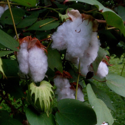 Mexická bavlna - Gossypium hirsutum - semená bavlny