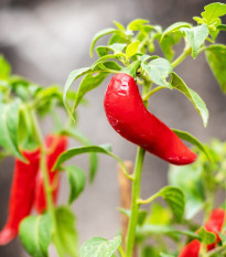 Chilli Serrano Tampiqueno - Capsicum annuum - semená chilli - 7 ks