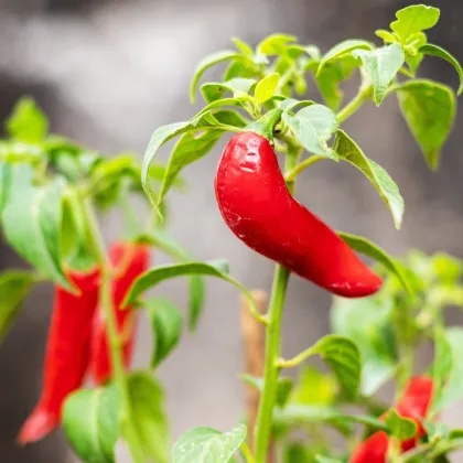 Chilli Serrano Tampiqueno - Capsicum annuum - semená chilli - 7 ks