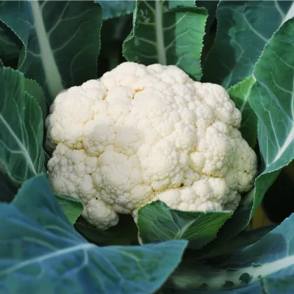 Bio Karfiol Neckarperle - Brassica oleracea - semená karfiolu