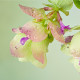 Okrasné oregano Kirigami – Origanum rotundifolia – semená oregana