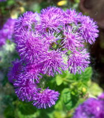 Agerát americký Red Sea - Ageratum houstonianum - semená nestarca