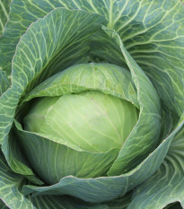 BIO Kapusta biela Marner Lagerweiß - Brassica oleracea - bio semená kapusta - 25 ks