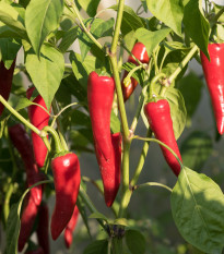 Bio Chilli Kajenské korenie - Capsicum annuum - bio semená chilli - 7 ks