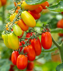 Paradajka Eduardo F1 - Solanum lycopersicum - semená paradajky - 6 ks