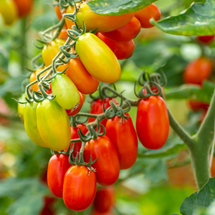 Paradajka Eduardo F1 - Solanum lycopersicum - semená paradajky - 6 ks