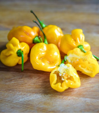 Chilli Big Sun Habanero - Capsicum Chinense - semená chilli - 6 ks