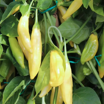 BIO Chilli Lemon Drop - Capsicum baccatum - semená chilli - 7 ks