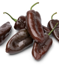 Paprika Sweet Chocolate - Capsicum annuum - semená paprík - 7 ks