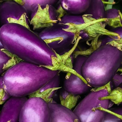 Baklažán Jewel Amethyst - Solanum melongena - semená baklažánu - 10 ks