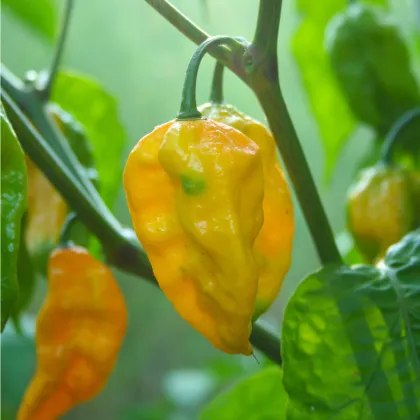 Chilli Fatalii žlté - Capsicum chinense - semená chilli - 6 ks