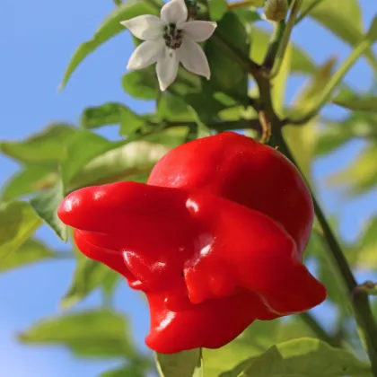 Chilli Bishops Crown - Capsicum baccatum - semená chilli - 6 ks