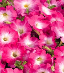 Petúnia Musica F1 Pink Morn - Petunia x grandiflora - semená petúnie - 30 ks