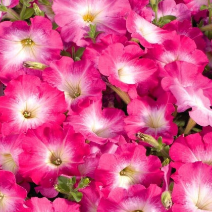 Petúnia Musica F1 Pink Morn - Petunia x grandiflora - semená petúnie - 30 ks