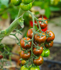 Paradajka Tigrino - Solanum lycopersicum - semená paradajky - 25 ks