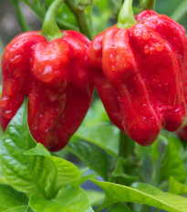 Bio Chilli Habanero červené - Capsicum chinense - bio semená chilli - 6 ks