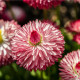 Sedmokráska Roggli ružová - Bellis perennis - semená sedmokrásky - 50 ks