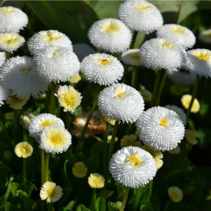 Sedmokráska Roggli biela - Bellis perennis - semená sedmokrásky - 50 ks