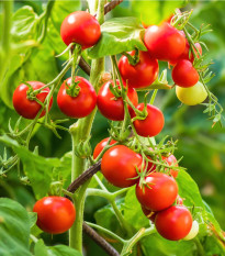 Paradajka Crokini F1 PhR - Solanum lycopersicum - semená paradajok - 7ks