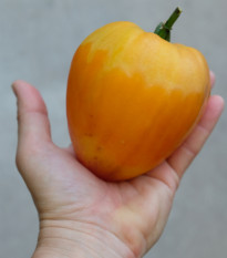 Paradajka Oxheart Orange - Solanum lycopersicum - semená paradajok - 10 ks