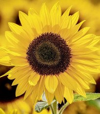 Slnečnica Sunspot - Helianthus annuus - semená slnečnice - 15 ks