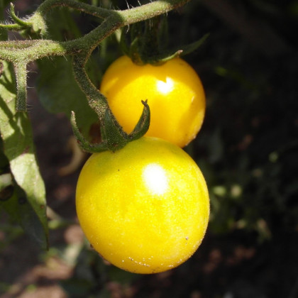 Paradajka žltá Cerise - Solanum lycopersicum - semená paradajky - 10 ks