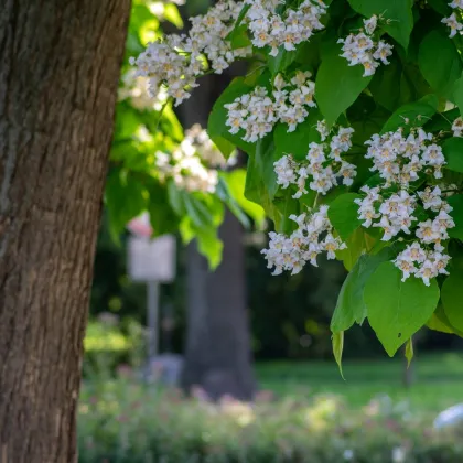 Katalpa trubačovitá - Catalpa bignonioides - semená katalpy - 8 ks