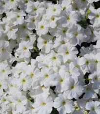 Petúnia Cascata F1 White - Petunia x atkinsiana - semená petúnie - 10 ks