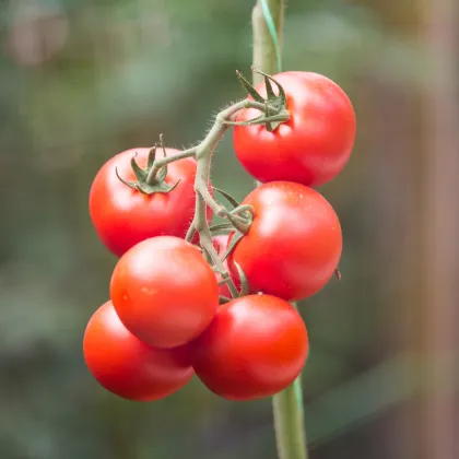 Paradajka Gardeners Delight - Solanum lycopersicum - semená paradajok - 10 ks