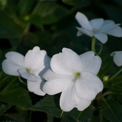 Netýkavka Accent biela F1 - Impatiens walleriana - semená netýkavky - 20ks