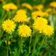 BIO Púpava - Taraxacum officinalis - semená smotánky - 400 ks