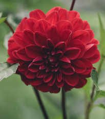 Georgína Thomas Edison - Dahlia - hľuzy georgíny - 1 ks