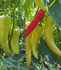 BIO Paprika Sweet Banana - Capsicum annuum - bio semená papriky - 8 ks